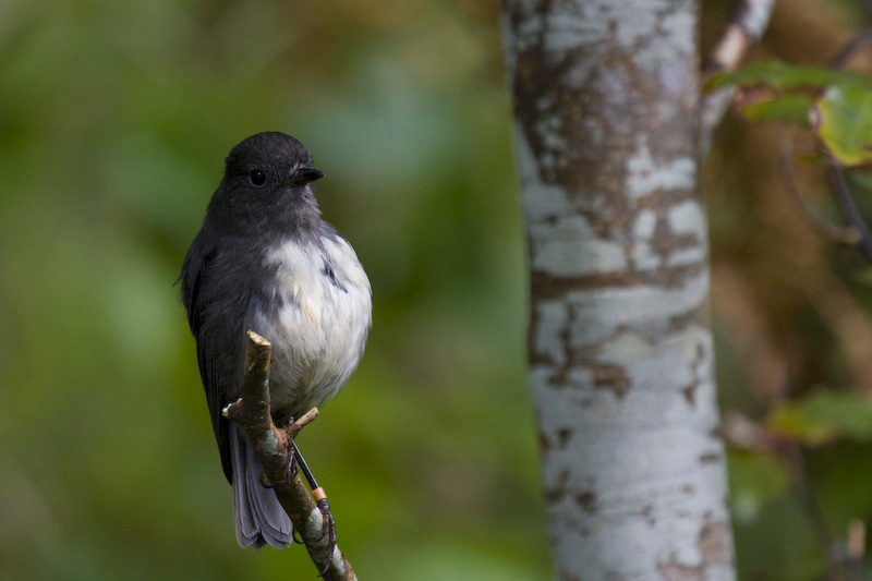 New Zealand Robin Perched On Branch